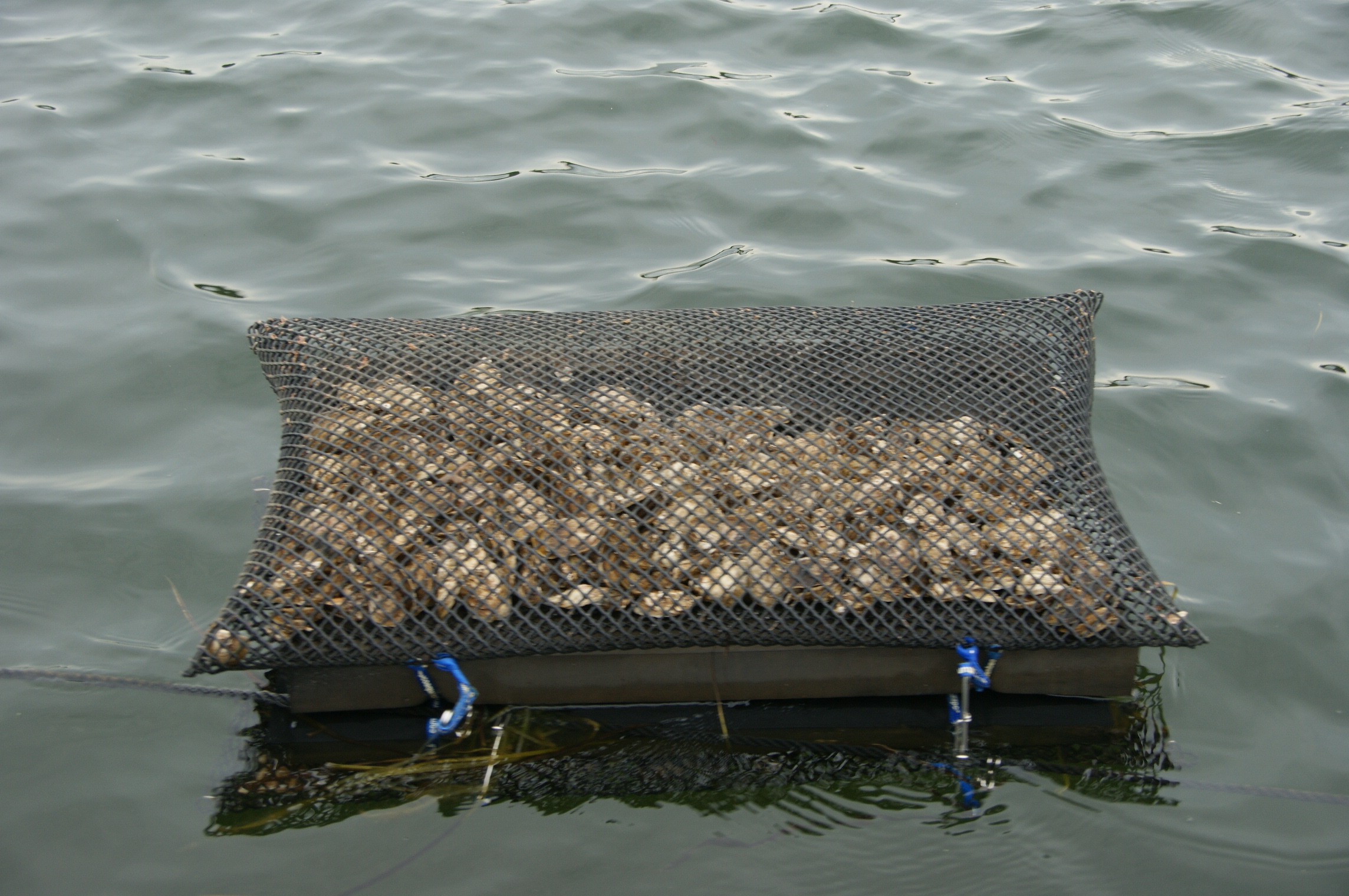 Aggregate more than 132 oyster bag super hot - esthdonghoadian